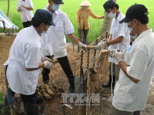 An Giang phòng chống dịch cúm gia cầm H5N1 
